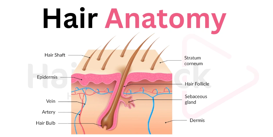 Hair Anatomy and Physiology